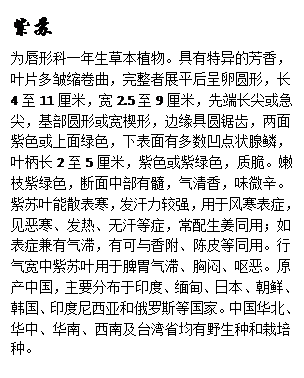 文本框: 紫苏为唇形科一年生草本植物。具有特异的芳香，叶片多皱缩卷曲，完整者展平后呈卵圆形，长4至11厘米，宽2.5至9厘米，先端长尖或急尖，基部圆形或宽楔形，边缘具圆锯齿，两面紫色或上面绿色，下表面有多数凹点状腺鳞，叶柄长2至5厘米，紫色或紫绿色，质脆。嫩枝紫绿色，断面中部有髓，气清香，味微辛。紫苏叶能散表寒，发汗力较强，用于风寒表症，见恶寒、发热、无汗等症，常配生姜同用；如表症兼有气滞，有可与香附、陈皮等同用。行气宽中紫苏叶用于脾胃气滞、胸闷、呕恶。原产中国，主要分布于印度、缅甸、日本、朝鲜、韩国、印度尼西亚和俄罗斯等国家。中国华北、华中、华南、西南及台湾省均有野生种和栽培种。